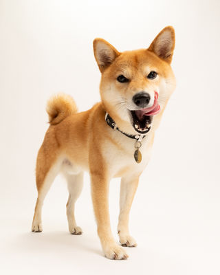 Ședință foto pentru câini