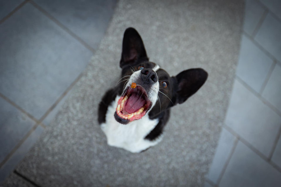 dog photographer in bucharest