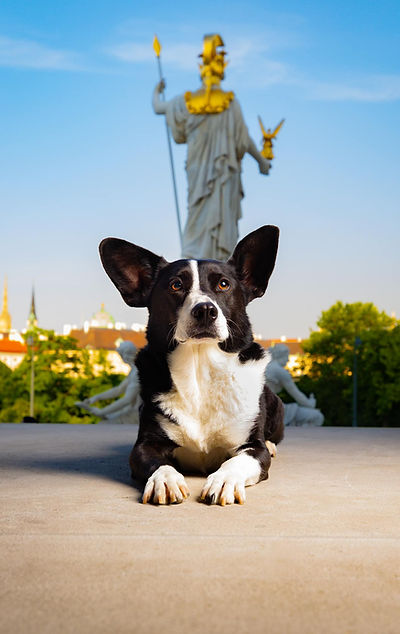dog photography