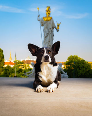 Ședințe Foto Pentru Câini, București
