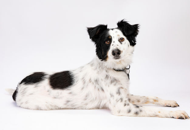 Ședință foto pentru câini