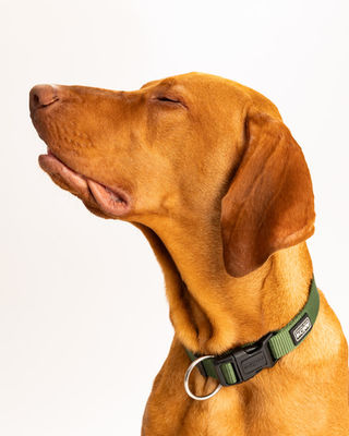 dog photographer in bucharest