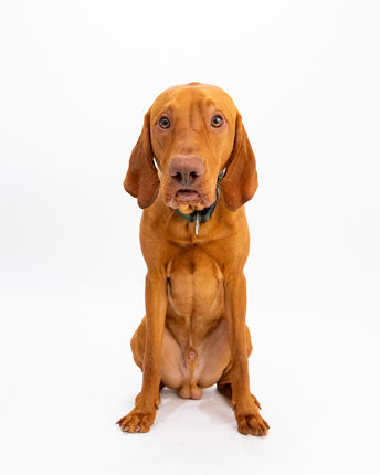 Ședințe Foto Pentru Câini, București