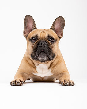 Ședințe Foto Pentru Câini