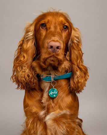 Ședințe Foto Pentru Câini, București