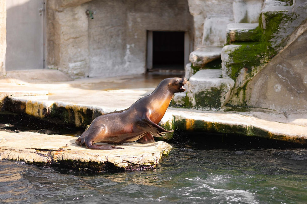 Zoo in Vienna