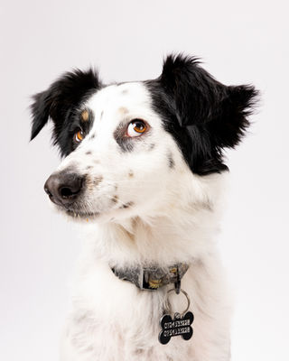 Ședințe Foto Pentru Câini, București