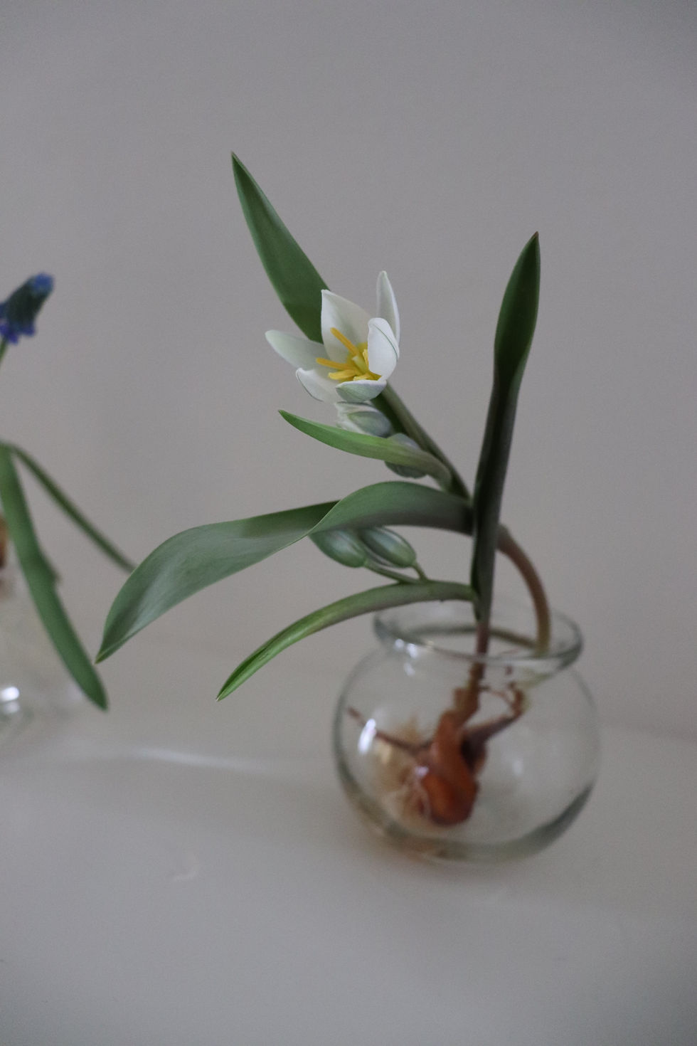 Thumbnail: Bulb flower hydroponics set