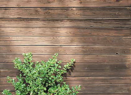 high-angle-shot-green-plant-wooden-surface.jpg