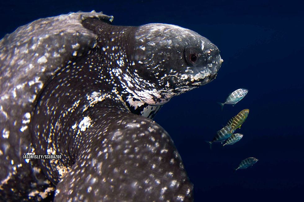 Sea Turtle