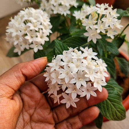 White daisies symbolizing the natural beauty of Petal Dreams