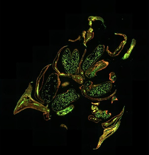 Microscopy image