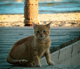 beach cat island dog 2025.jpg