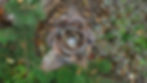 Rose (Kupfer,Messing)