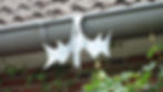 Fledermaus Dachrinne Natur