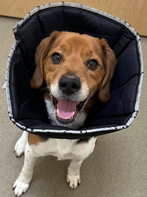 scoobert cone_edited.jpg