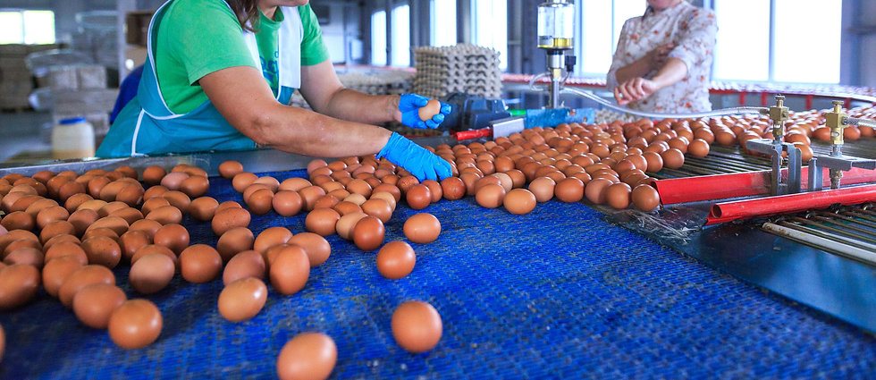 egg manufacturing 2.jpeg