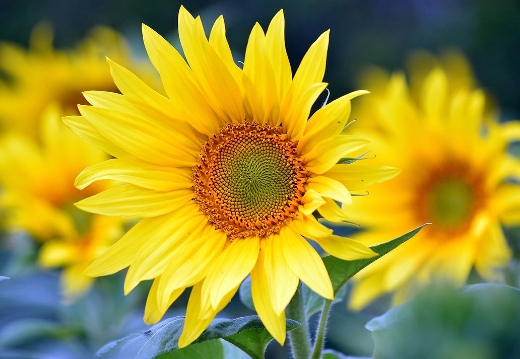 sunflowers-8351807_1920.jpg
