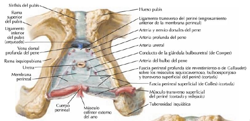 espacio perineal profundo.png