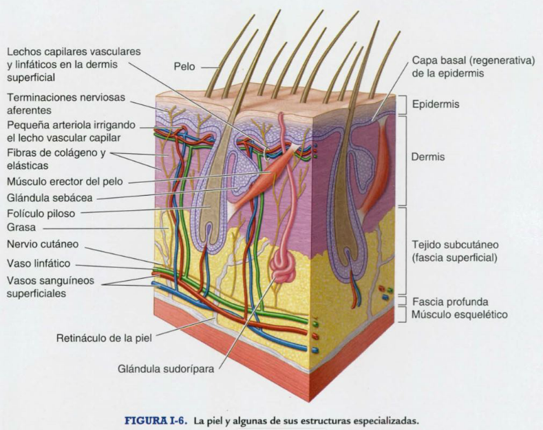 Figura 5.png