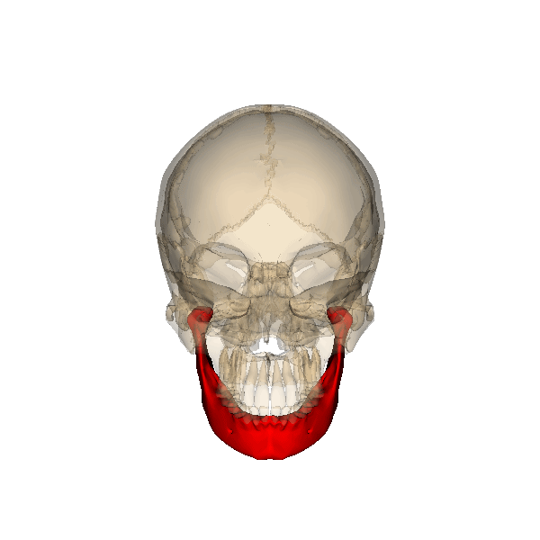 GIF 8 MANDIBULA.gif