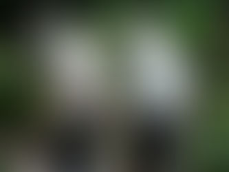 A Relação Entre Atividade Física Leve e Cognição