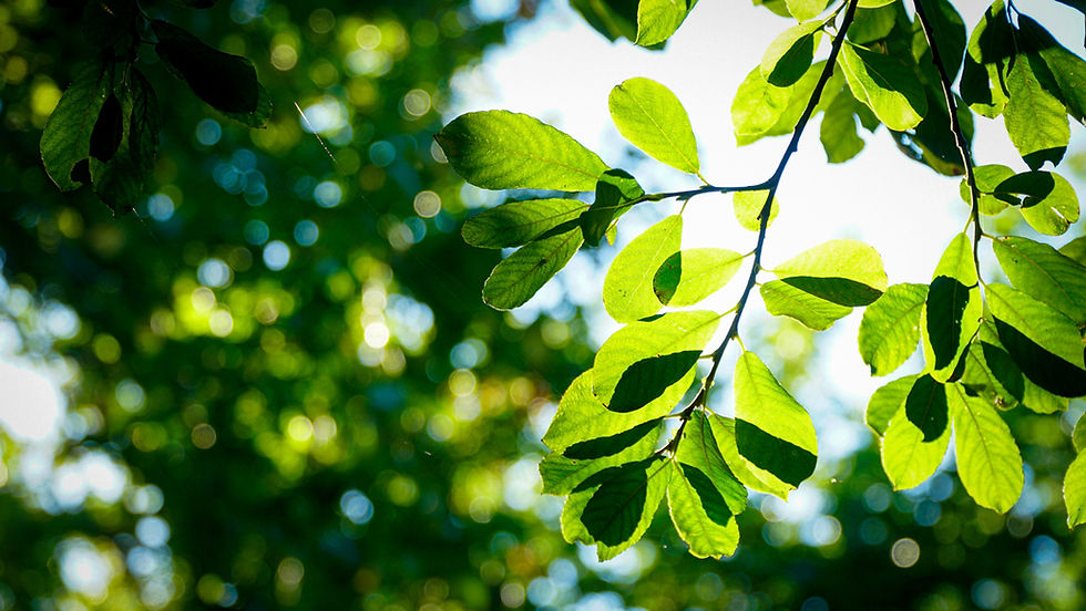 web_hellgrüne_blätter_sonnenlicht.jpg