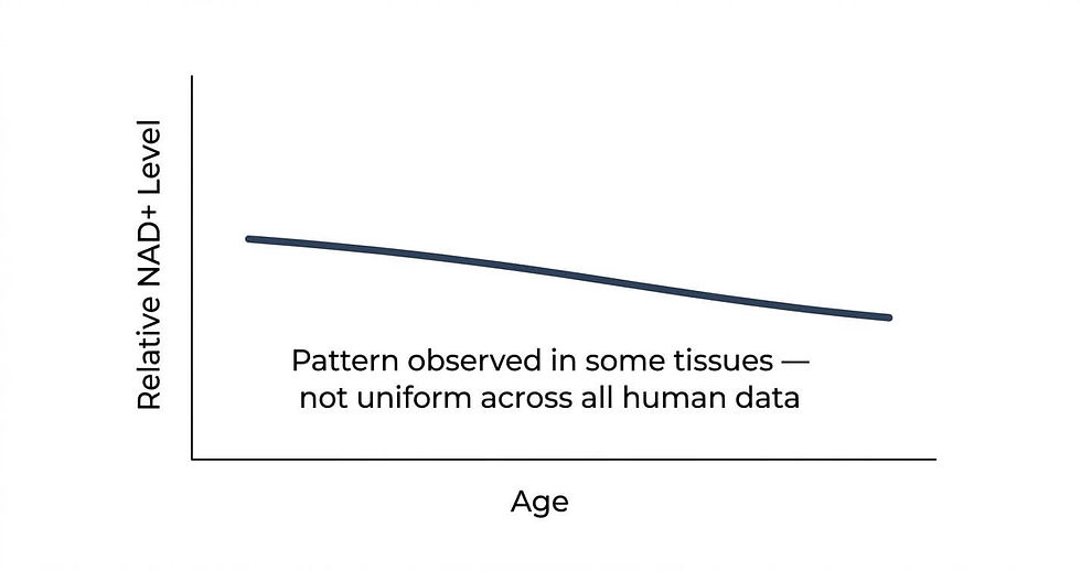 Illustrative graph representing NAD+ aging research findings on tissue-specific decline patterns