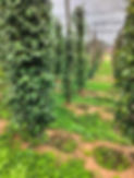 champs de poivre - agriculture durable et naturelle.jpg