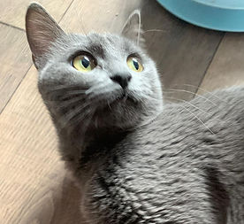 ♀, geb. 02.01.2025
verschmust- liebevoll - eifersüchtig
in 14163 Berlin