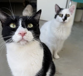 ♂, ♂ geb. 10.03.2024
unzertrennlich - sozial - mögen Hunde
in Jaén, Spanien