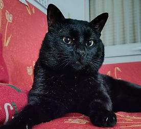 ♂, geb. ca. 07/2024
tiefenentspannt - lieb
in La Linéa/Südspanien