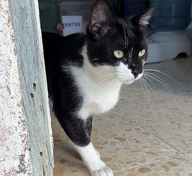 ♂, geb. ca 11/2024
verschmust - liebenswert - freundlich
in Los Barrios/Spanien