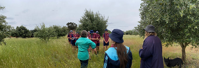 Olive Picking with Senior Ag Students