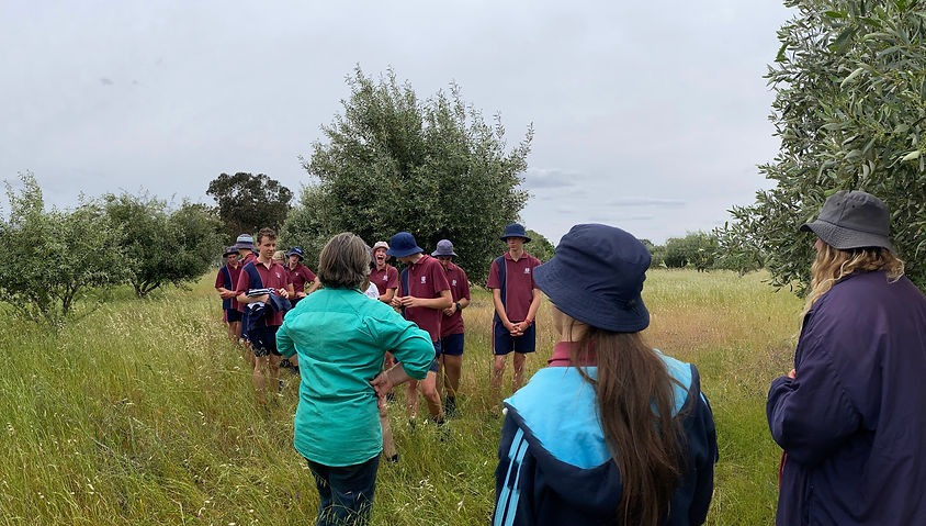 Olive Picking with Senior Ag Students