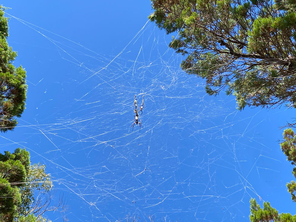 05 - Woodman Point - Cemetery.jpg