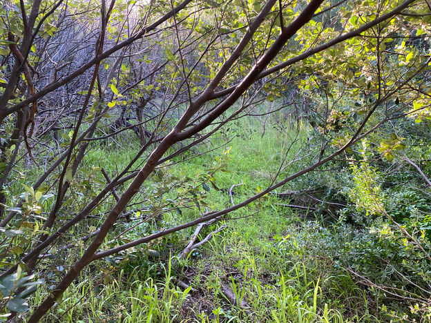 01 - Leighton Beach Bush History.jpg