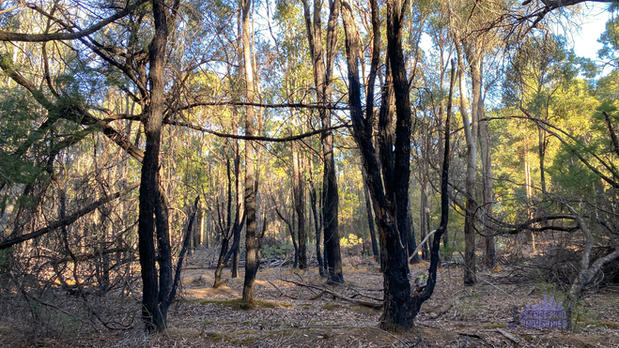Karragullen Bush History