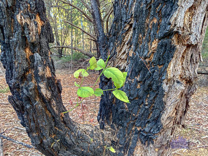 Karragullen Bush History