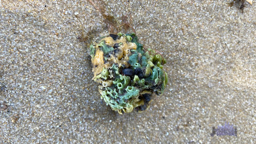 Point Roe Foreshore