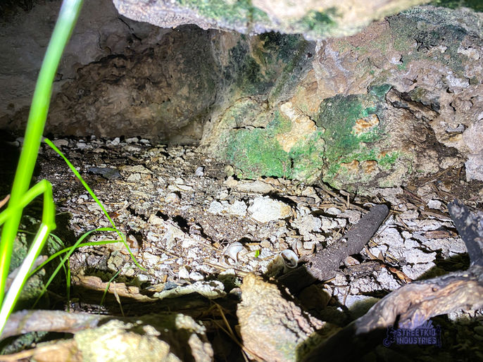 Bush Hill Army Bunker