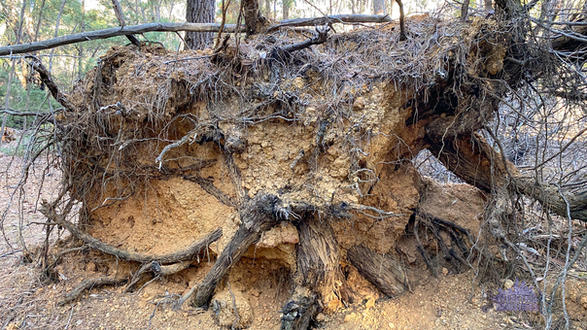 Karragullen Bush History