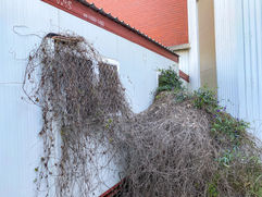 15 - Herbarium Western Australia