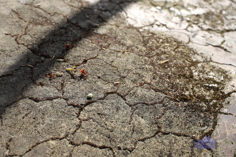 Balga 38 Fernhurst Crescent House