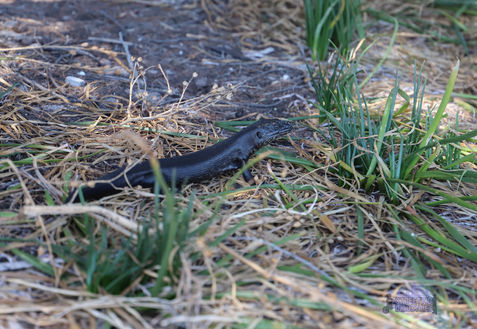 Stark Bay Radar Station - King's Skink
