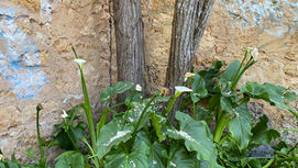 Frederick Postan's Cottage