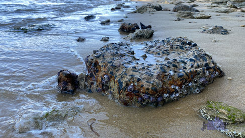 Point Roe Foreshore