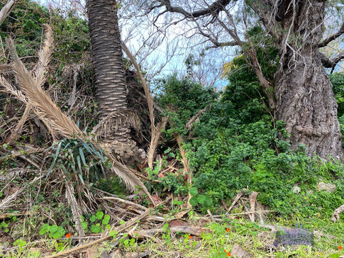 Nedlands Florence Road House
