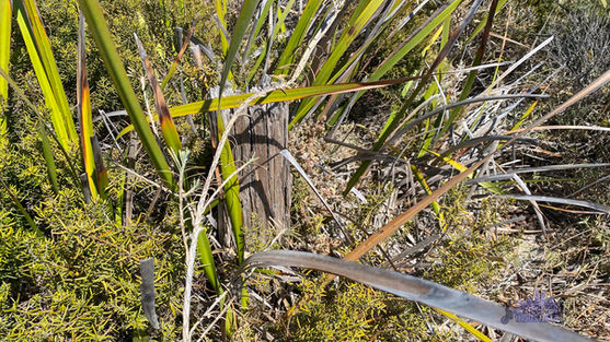 Cape Vlamingh Signal Station - Debris
