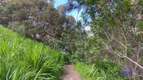 Birdwood Parade Reserve Dalkeith